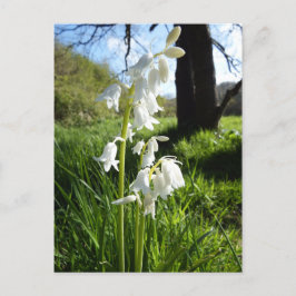 Witte Briefkaart