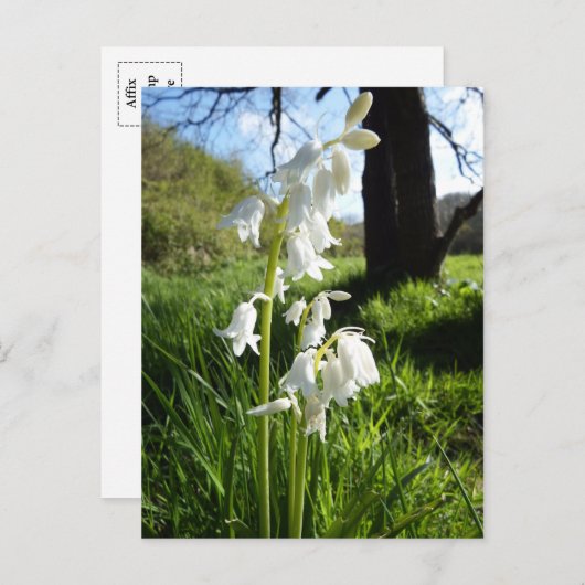 Witte Briefkaart (Voorkant / Achterkant)