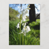 Witte Briefkaart (Voorkant)