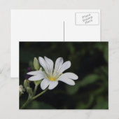 Witte Briefkaart (Voorkant / Achterkant)