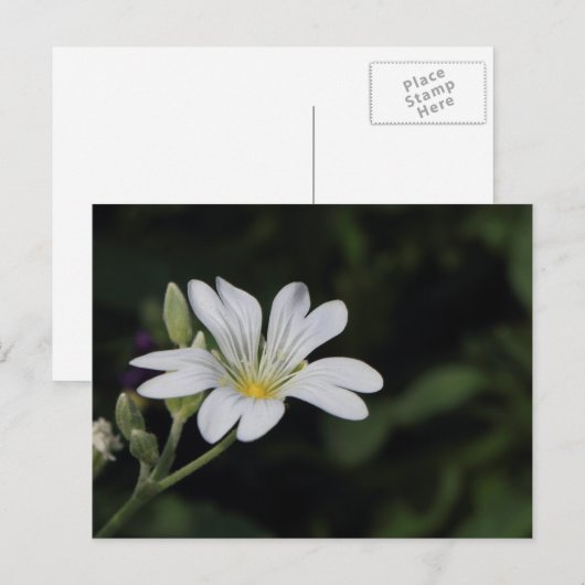 Witte Briefkaart (Voorkant / Achterkant)