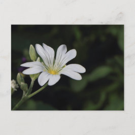 Witte Briefkaart