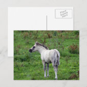 witte briefkaart (Voorkant / Achterkant)
