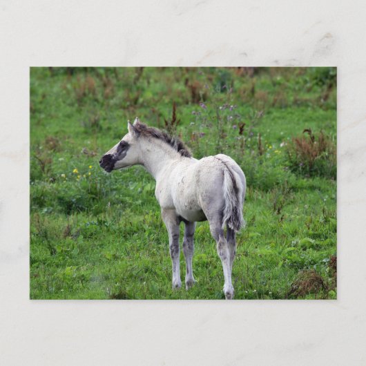 witte briefkaart (Voorkant)