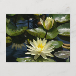 Witte Briefkaart Lotus Waterlilies