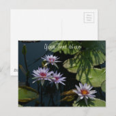 Witte Briefkaart Lotus Waterlilies (Voorkant / Achterkant)