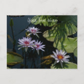 Witte Briefkaart Lotus Waterlilies (Voorkant)