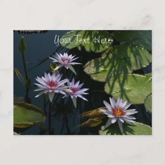Witte Briefkaart Lotus Waterlilies (Voorkant)
