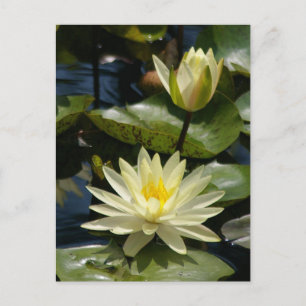 Witte Briefkaart Lotus Waterlilies