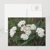 Witte Briefkaart van wilde bloemen (Voorkant / Achterkant)