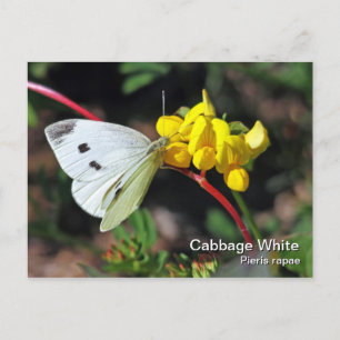 Witte Briefkaart voor kool