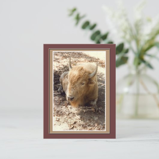 Witte buffel briefkaart (Staand voorkant)