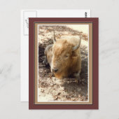 Witte buffel briefkaart (Voorkant / Achterkant)