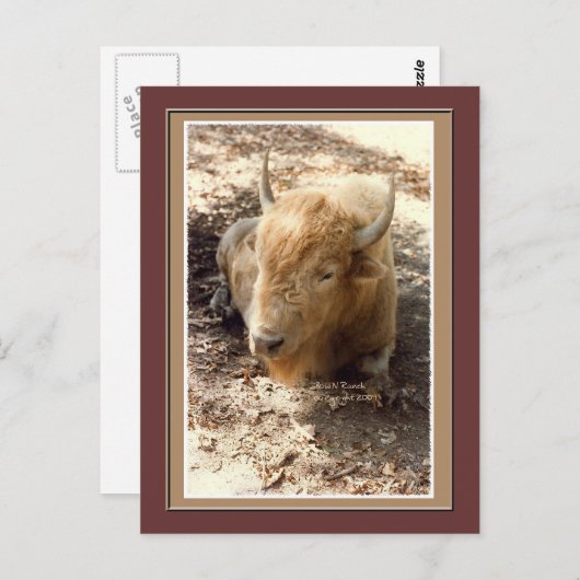 Witte buffel briefkaart (Voorkant / Achterkant)