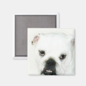 Witte buldog magneet (Voorkant / Achterkant)