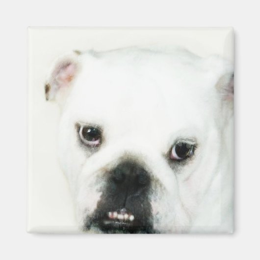 Witte buldog magneet (Voorkant)