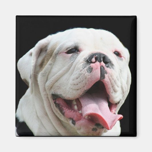 Witte Bulldog magneet (Voorkant)