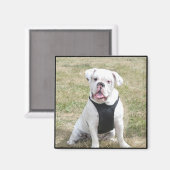 Witte Bulldog magneet (Voorkant / Achterkant)