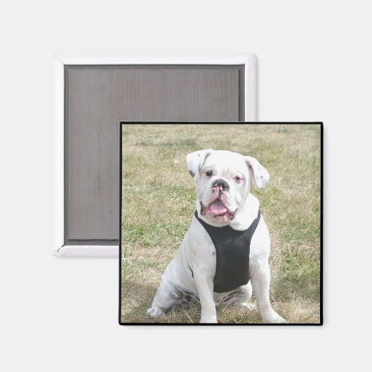 Witte Bulldog magneet (Voorkant / Achterkant)