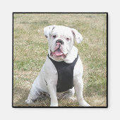 Witte Bulldog magneet (Voorkant)