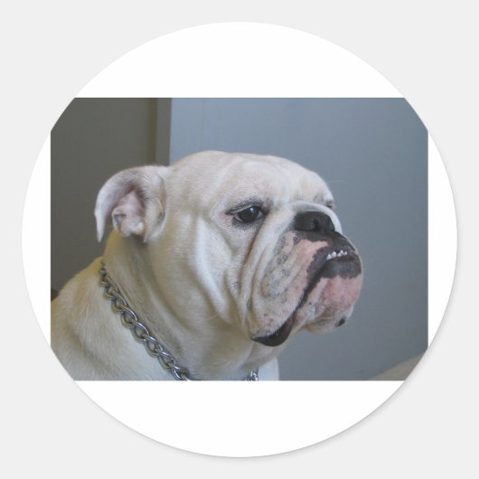witte Bulldog.png Ronde Sticker (Voorkant)