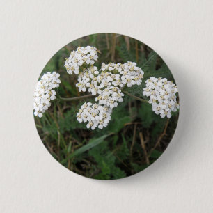 Witte Button van wilde bloemen