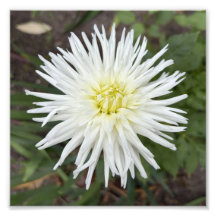 Witte Cactus Dahlia Botanische Bloem Foto Print