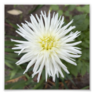 Witte Cactus Dahlia Botanische Bloem Foto Print Afdruk