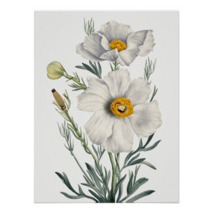 Witte Californische Boomklaproos Bloemen Botanisch Perfect Poster
