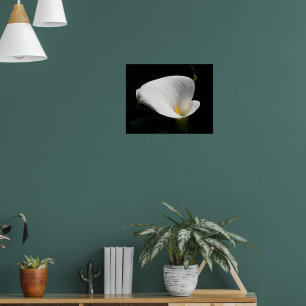 Witte Calla Lelie Bloem Fotografie Poster