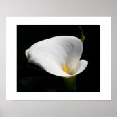 Witte Calla Lelie Bloem Fotografie Poster (Voorkant)