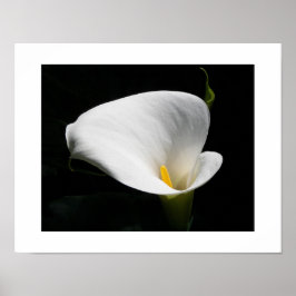 Witte Calla Lelie Bloem Fotografie Poster