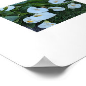 Witte Calla Lelie Bloesems Bloemen Poster (Hoek)