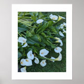 Witte Calla Lelie Bloesems Bloemen Poster (Voorkant)