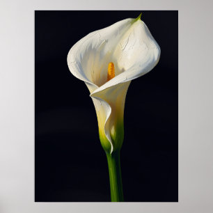 Witte Calla Lelie Fijne Kunst Olie Schilderij Prin Poster