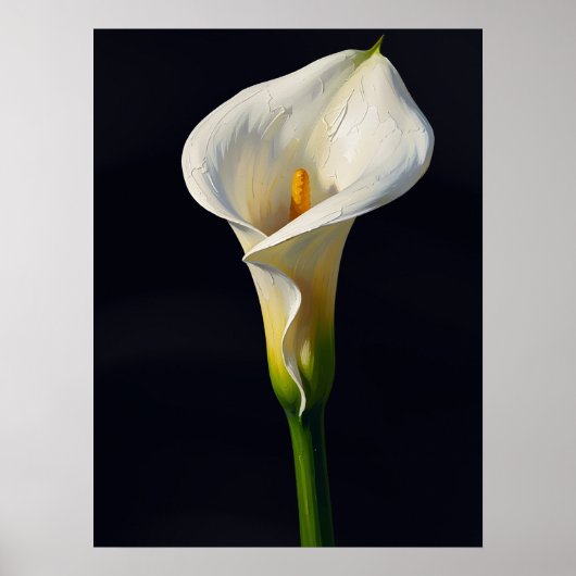 Witte Calla Lelie Fijne Kunst Olie Schilderij Prin Poster (Voorkant)