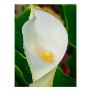 Witte Calla Lelie Macro Botanische Foto Natuur Kun Perfect Poster