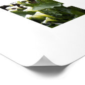 Witte Calla-lelies Bloemfotografie Poster (Hoek)