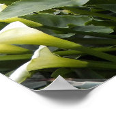 Witte Calla-lelies Bloemfotografie Poster (Hoek)