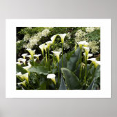 Witte Calla-lelies Bloemfotografie Poster (Voorkant)