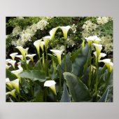 Witte Calla-lelies Bloemfotografie Poster (Voorkant)