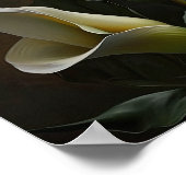 Witte Calla Lelies Lelie Bloem Kunstprint Poster (Hoek)