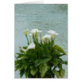 Witte Calla Lilies en waterblanco Wenskaart (Voorkant)