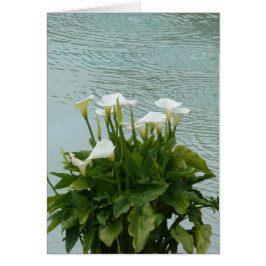 Witte Calla Lilies en waterblanco Wenskaart