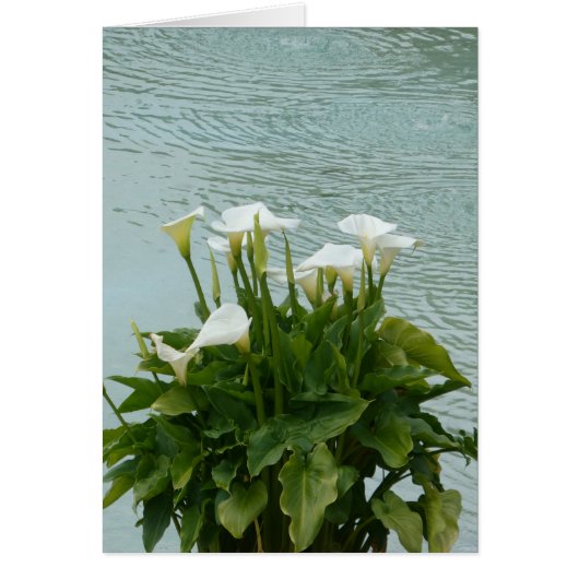Witte Calla Lilies en waterblanco Wenskaart (Voorkant)