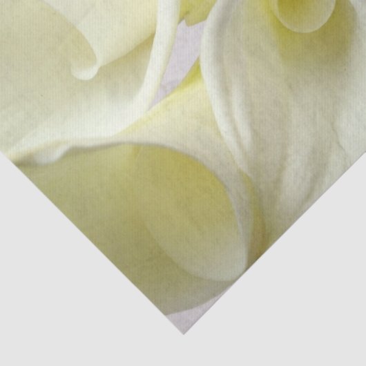 Witte calla lilies van bovenaf tissuepapier (Detail)
