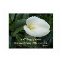 Witte Calla Lily Aristoteles Filosofische Quote