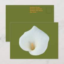 Witte Calla Lily Bloem Achtertuin Foto
