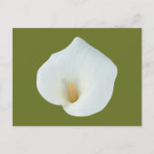Witte Calla Lily Bloem Achtertuin Foto Briefkaart (Voorkant)