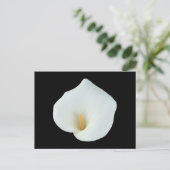 Witte Calla Lily Bloem Achtertuin Foto Briefkaart (Staand voorkant)
